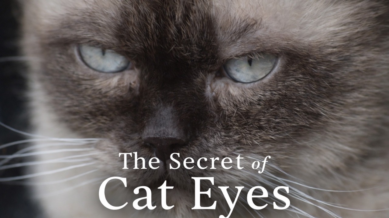 The Mysterious Beauty of Cat Eyes 🐱