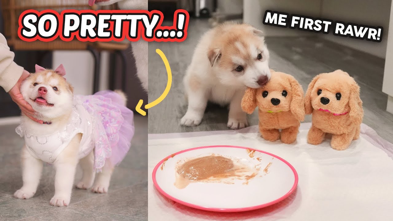 Unang tikim ng DOG FOOD + 1 Month PHOTOSHOOT + 2nd Deworming