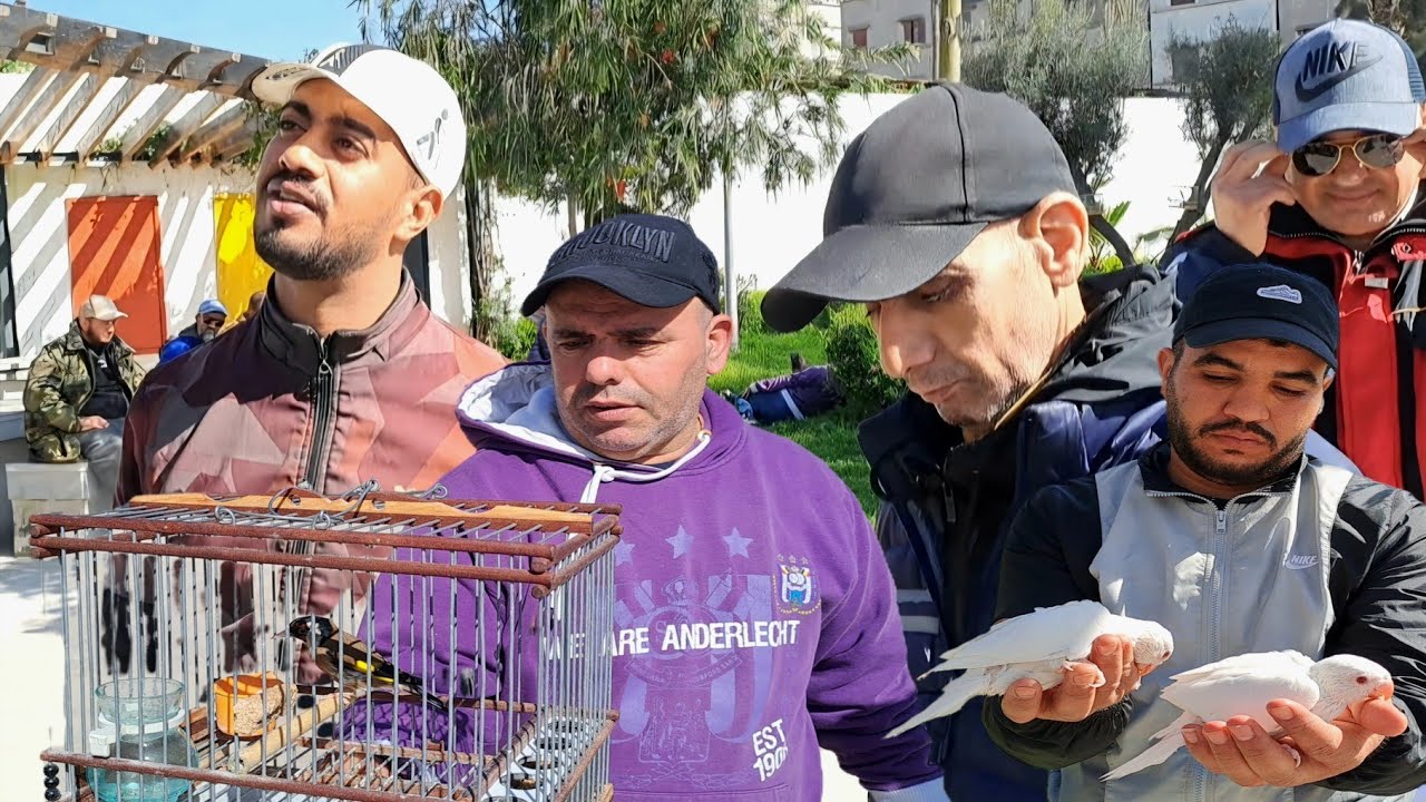 سوق الطيور والحيوانات بالدار البيضاء 🇲🇦اليوم السبت 2026/2/21 ....