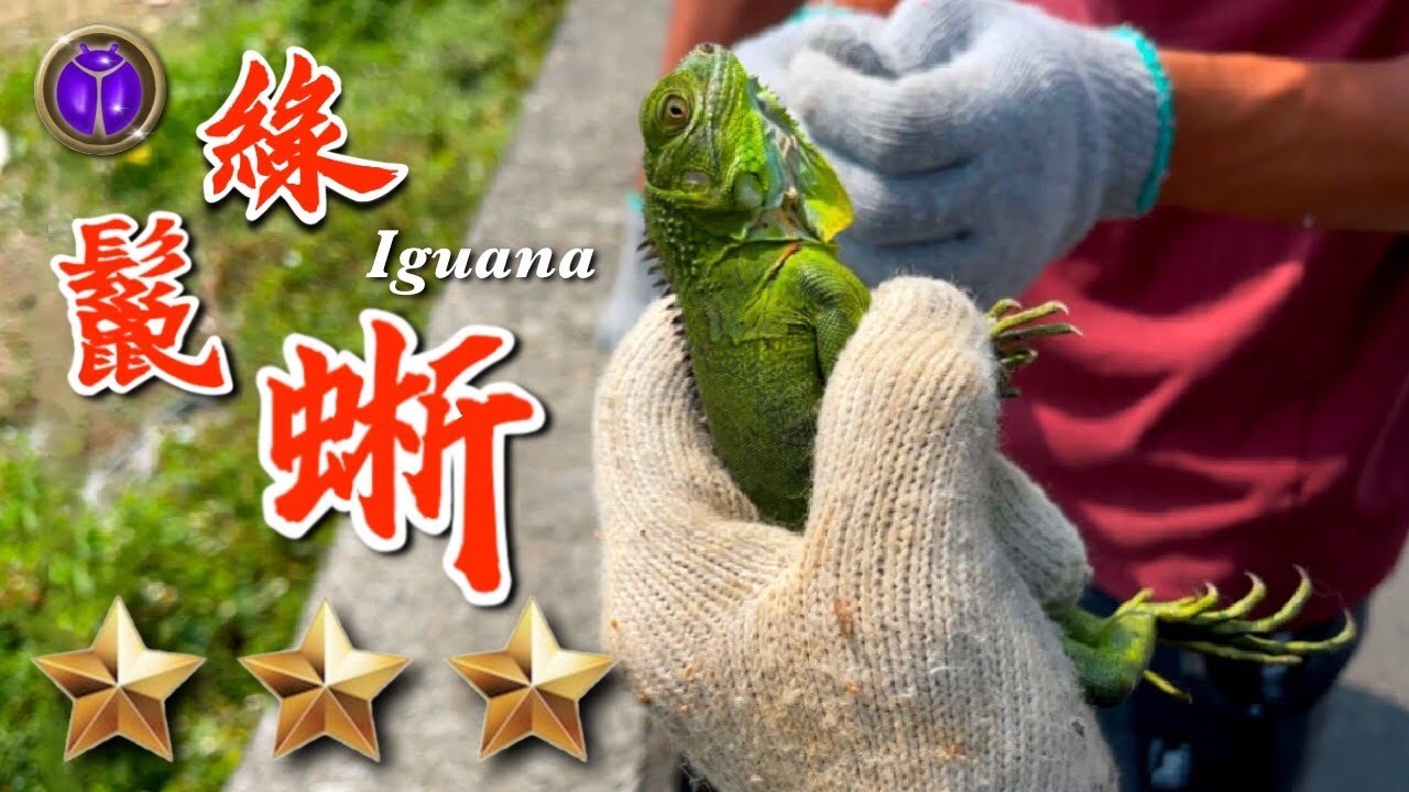 野味36集 | 綠鬣蜥 | 養生鍋 三杯 | Iguana | 萍哥Pinger