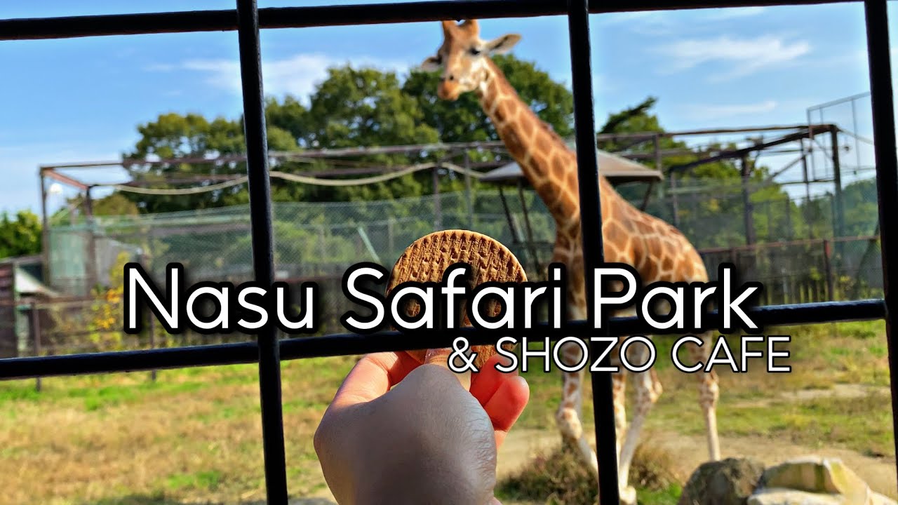 Feeding animals at Nasu Safari Park - Nasu, Tochigi Prefecture 2021