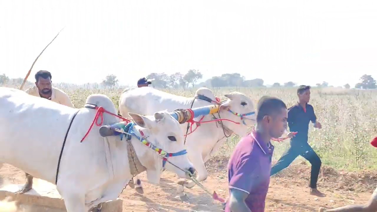 #SRK bulls #Veltoor 