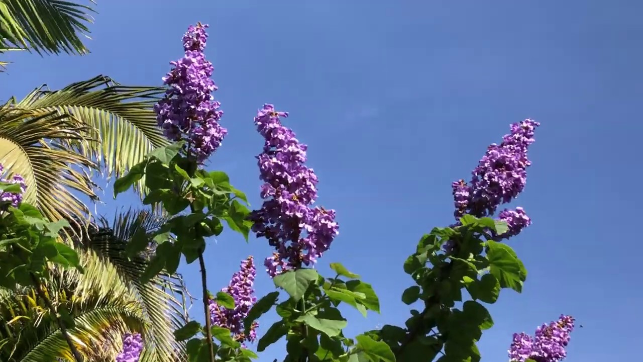 The Empress Tree, Paulownia tomentosa