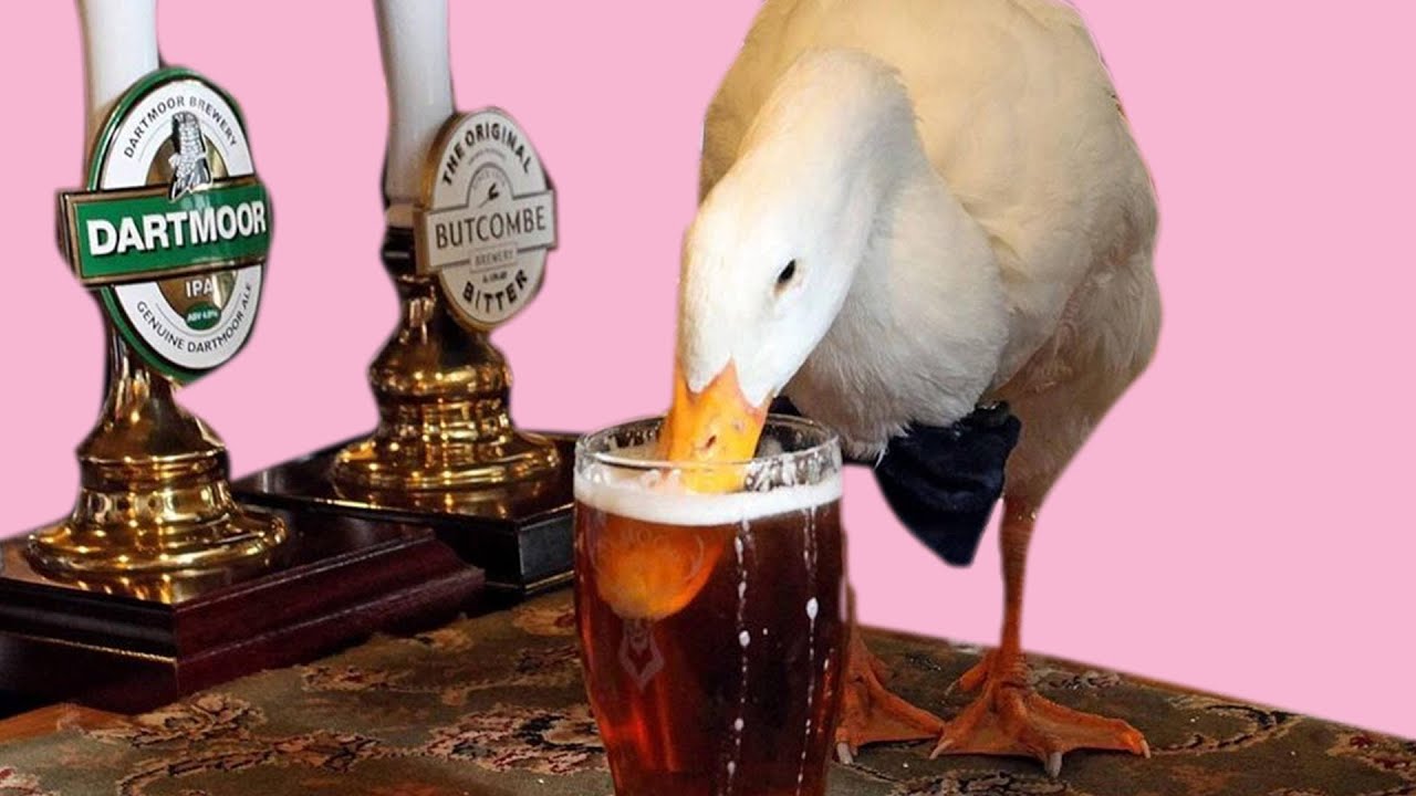 Duck Walks Into Pub, Downs Pint, Fights Dog, Loses | Simon's Peculiar Portions
