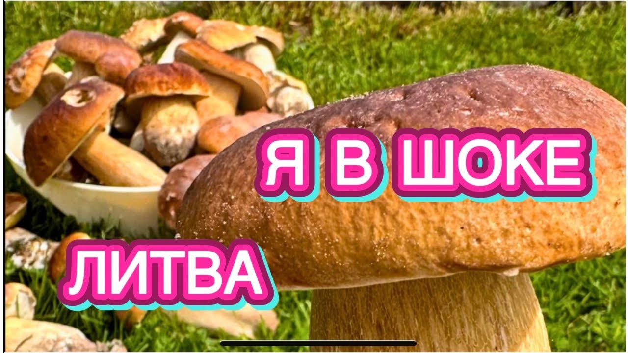 БОРОВИКИ НАЗЫВАЛИ ЛЕСНОЕ МЯСО | КАК ПРИГОТОВИТЬ БЕЛЫЕ ГРИБЫ | ЛИТВА | Как живут в Литве