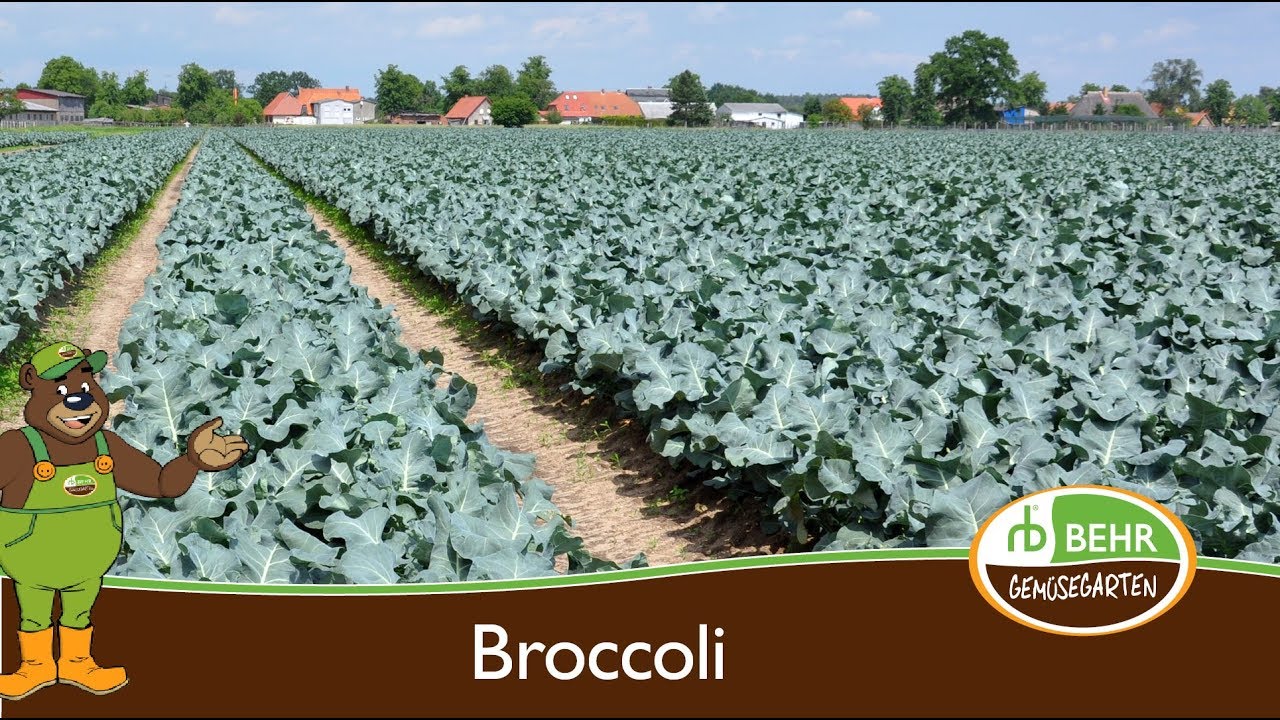 Der Broccoli und der Rapsglanzk&auml;fer