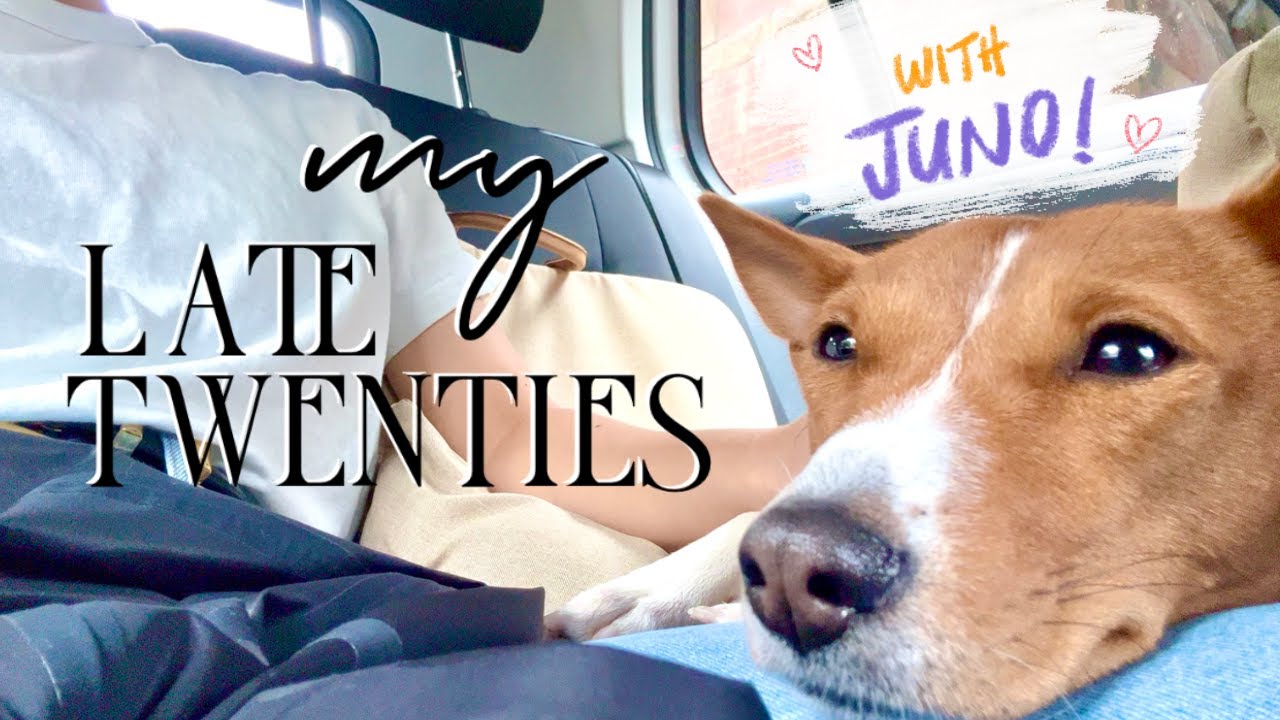My Late Twenties | Walkies with Juno the Basenji