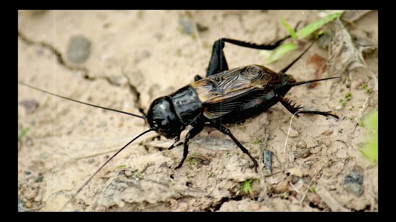 Relaxing Music with Cricket Sounds