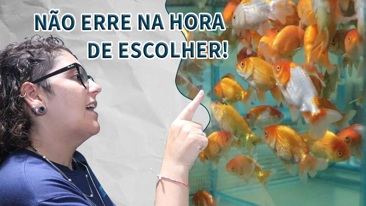 APRENDA A ESCOLHER OS MELHORES KINGUIOS PARA SEU AQUÁRIO.