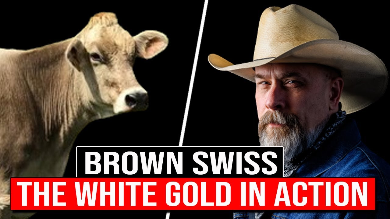 ⭕7 Advantages Of The BROWN SWISS Cattle Breed ✅ Biggest Bulls And Cow