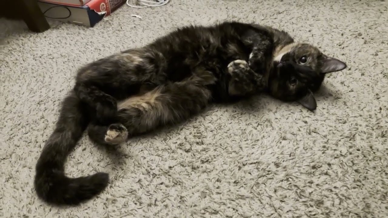 Lucca playing with her coil-toy, looking adorable