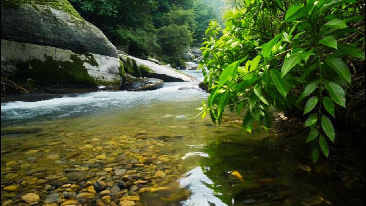 Calming River Flow with Birds 🐦🌿 Nature Sounds for Stress Relief & Relaxation