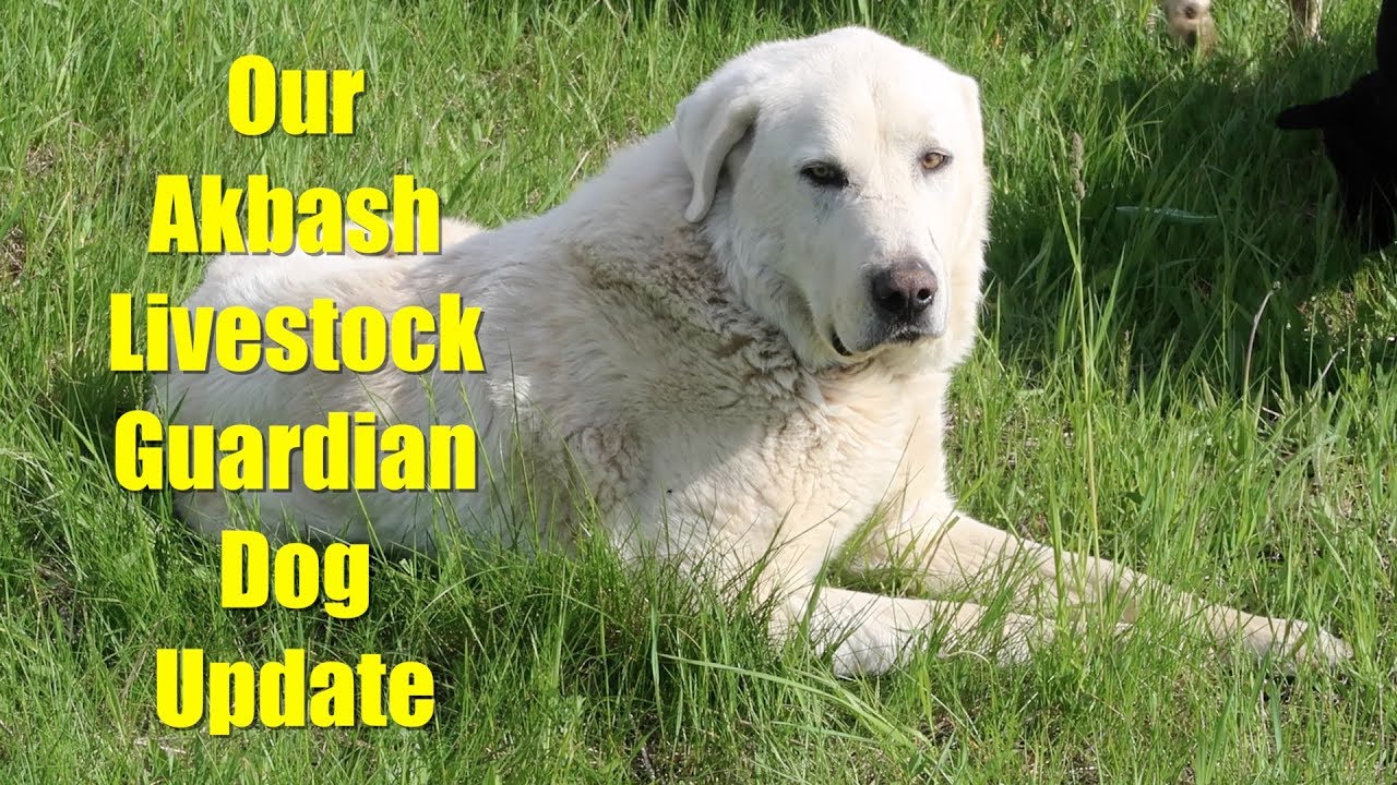 Update on Our Akbash Livestock Guardian Dog