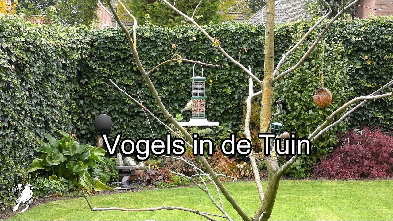 Vogels in de tuin