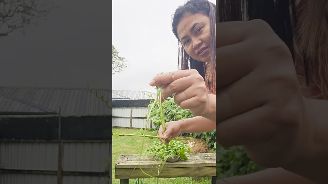 Gulay is life, Talbos ng sayote 