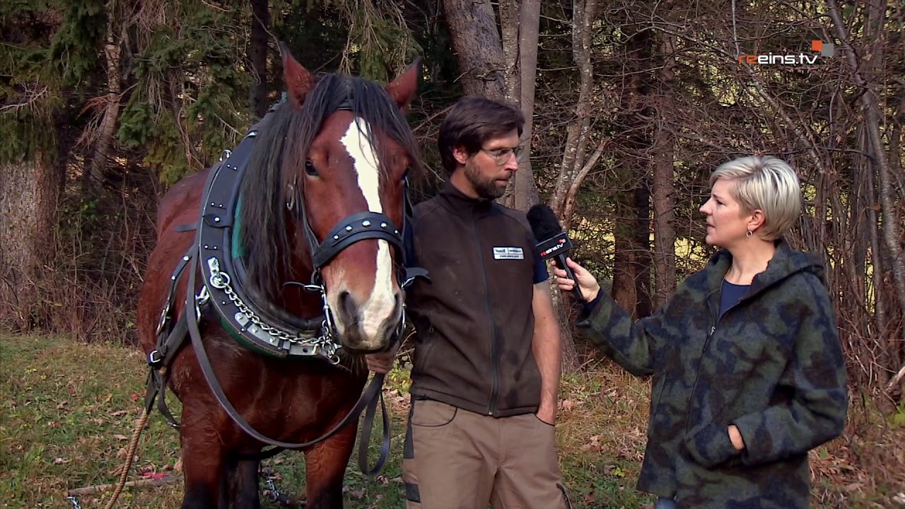 Huamatgfühl - Holzrücken mit dem Pferd