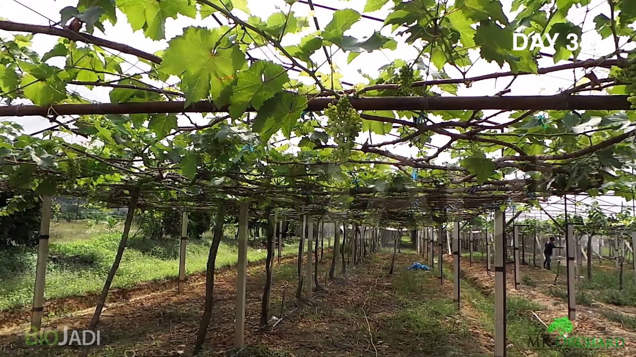 Grapes - Grown with BioJadi @ Department of Agriculture Perlis