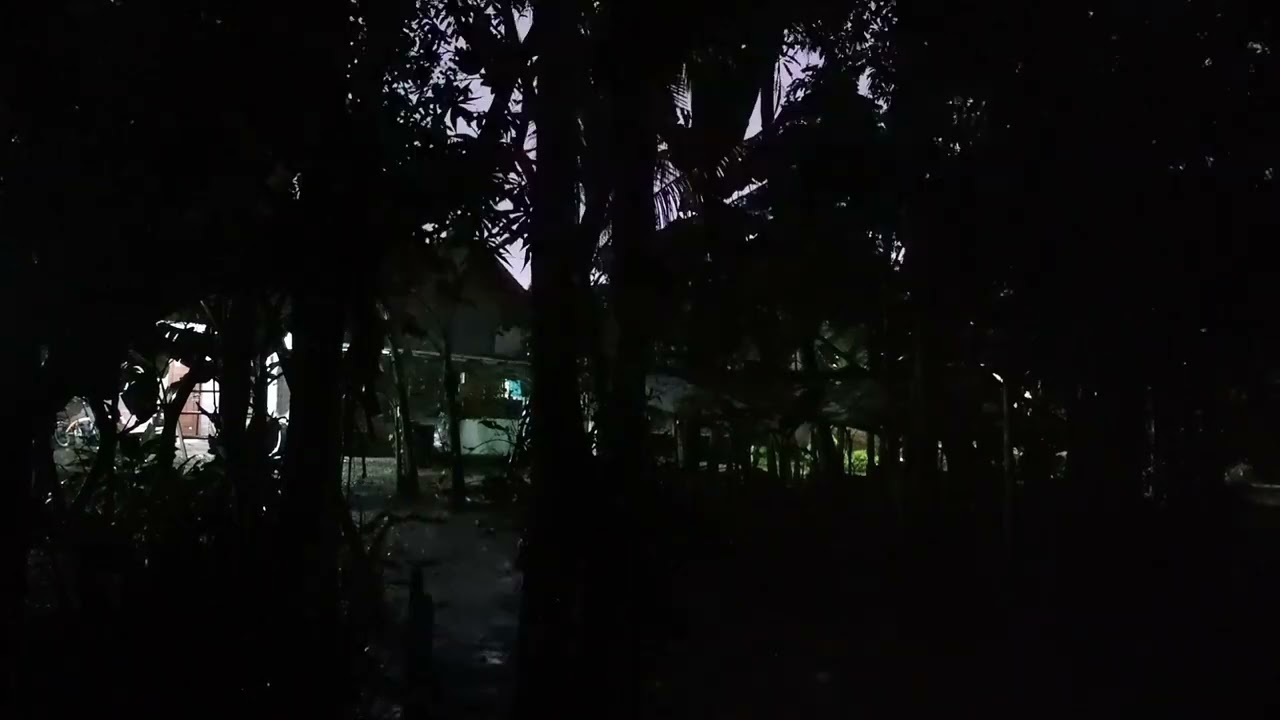 Terapi Suara Malam: Hujan Gerimis & Koor Katak Pengantar Tidur