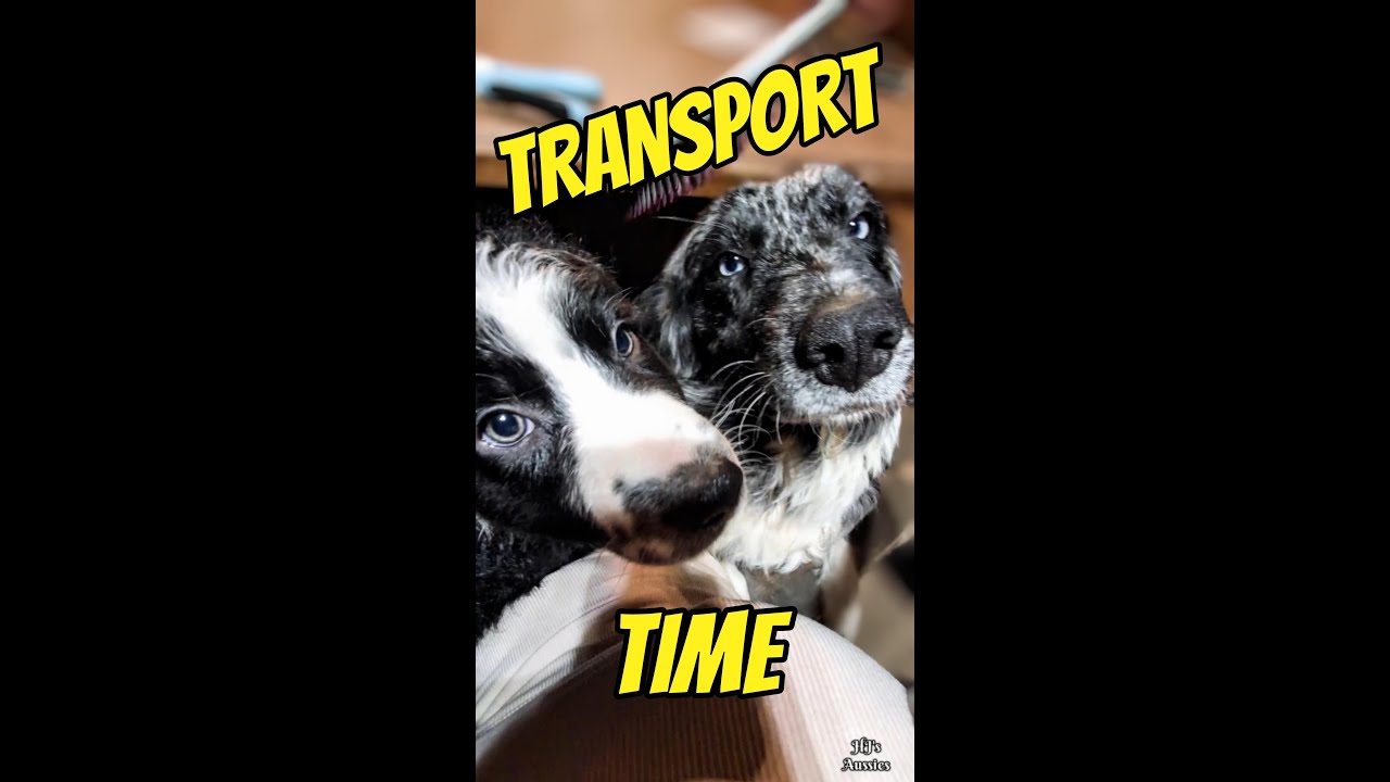 💥 Preppin' For Transport!💥