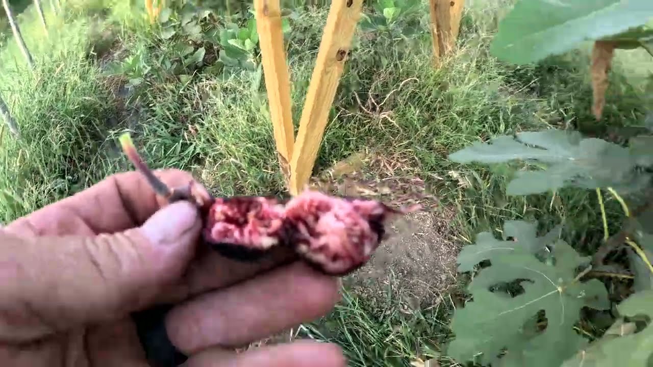 29-я неделя сезона выращивания инжира в Южном Иллинойсе