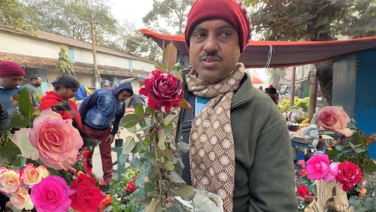 गुलाब के सभी किस्म विंटर फ्लावर 🌹 Galiff Street Plant Haat Baghbazar Kolkata | Best Flowers Forever 