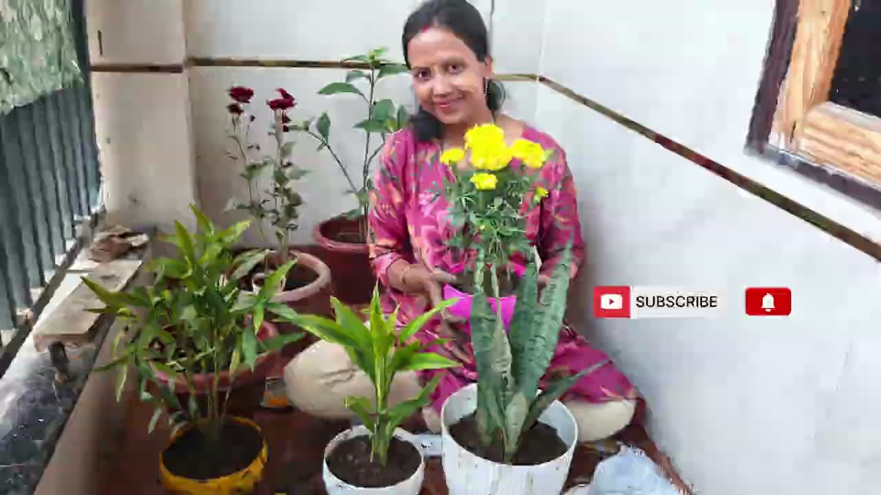 🌱आओ पौधे लगाते हैं(छोटी बालकनी में भीgardening)🪴#video#planting#plantation #(Sparkling pooja garden)