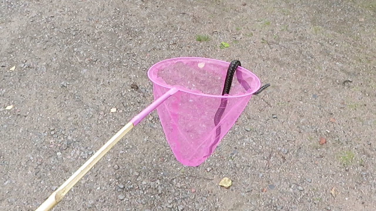 Haavitetaan kyykäärme