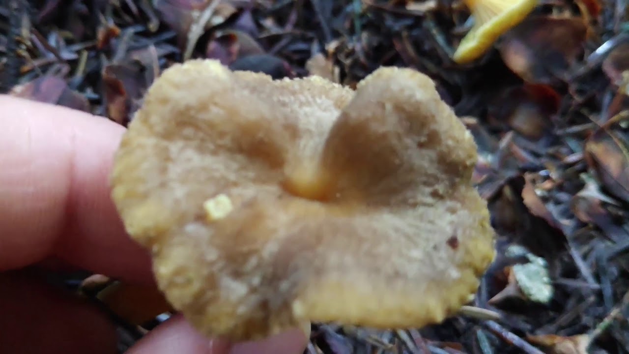 Trompetenpfifferling