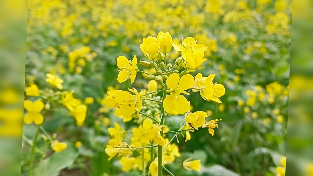 World of mustard flower field. The field give you a very joyful and aesthetic delight. #enjoyment