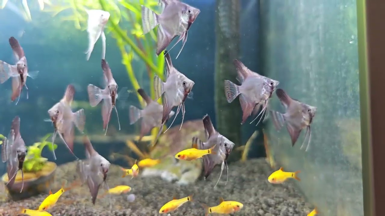 Mängder av nyheter! 2025 V.33 Tanganyika och skalarer 🐟🌿🐠
