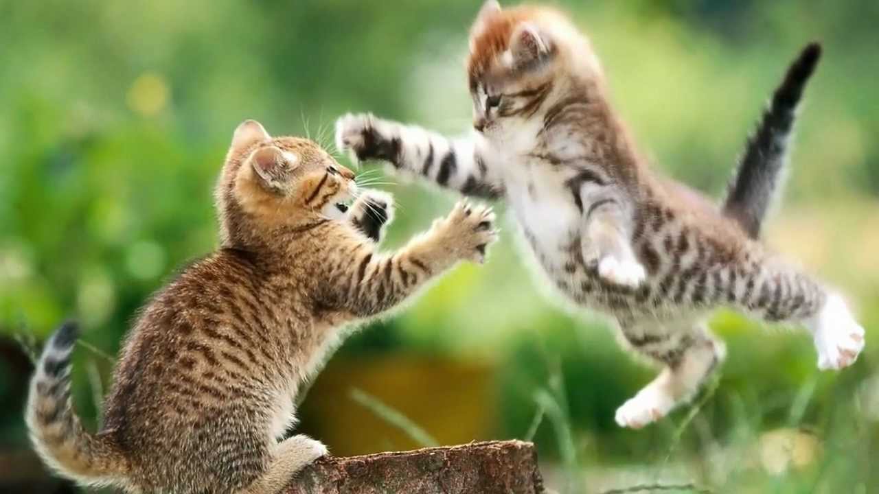 Tierkinder....animal child