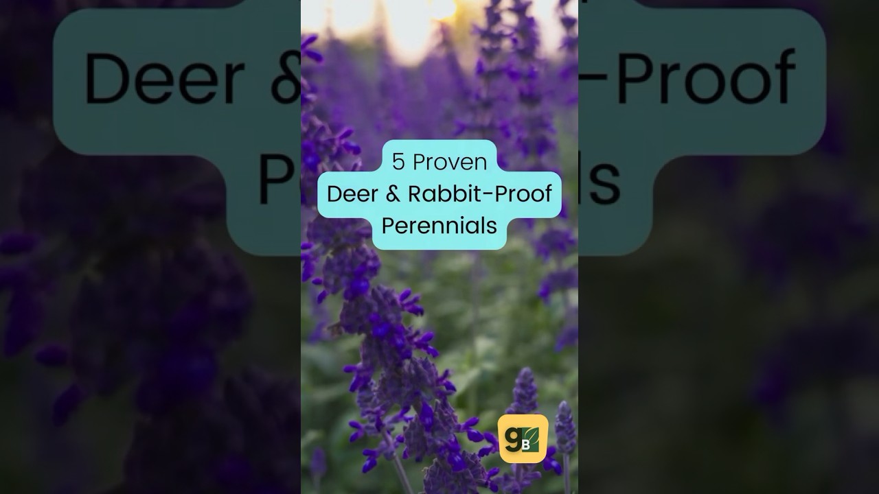 Discover 5 Perennials That Keep Deer and Rabbits at Bay! #shorts  #beginnersgardening