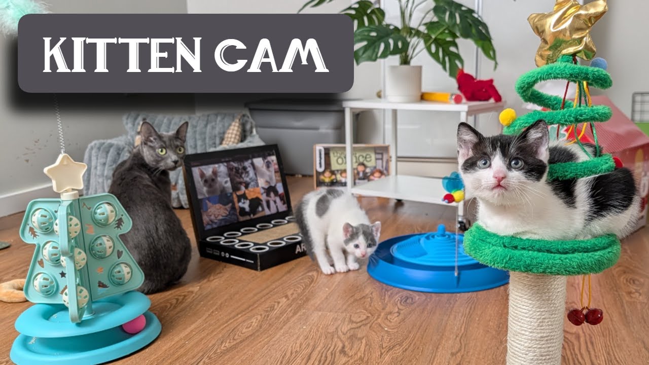 The Kitten Room: Night 84 - Jim & Pam *Officially Adopted*