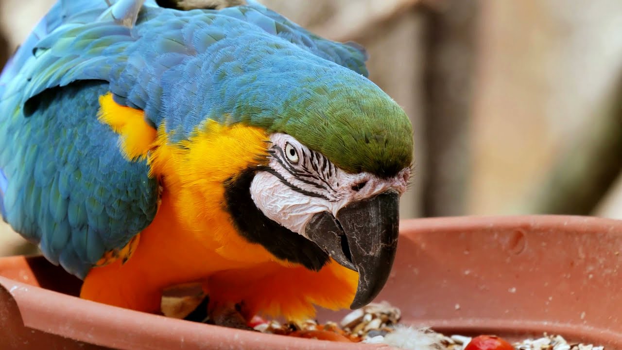 Parque de juegos para  psitacidos #Loros Cotorras #Cacatuas