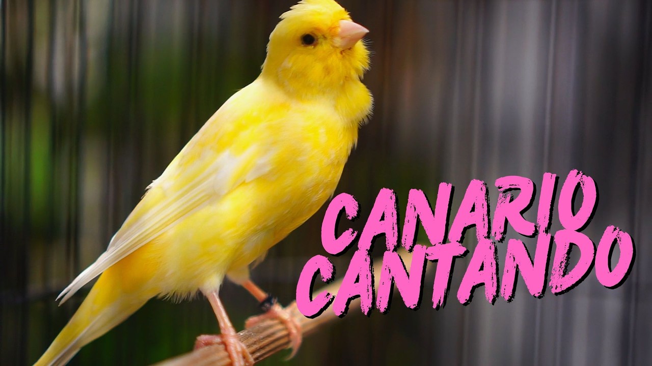 Canto do Canário Belga para Esquentar: Em 05 Minutos seu Canário vai Abrir o Bico!