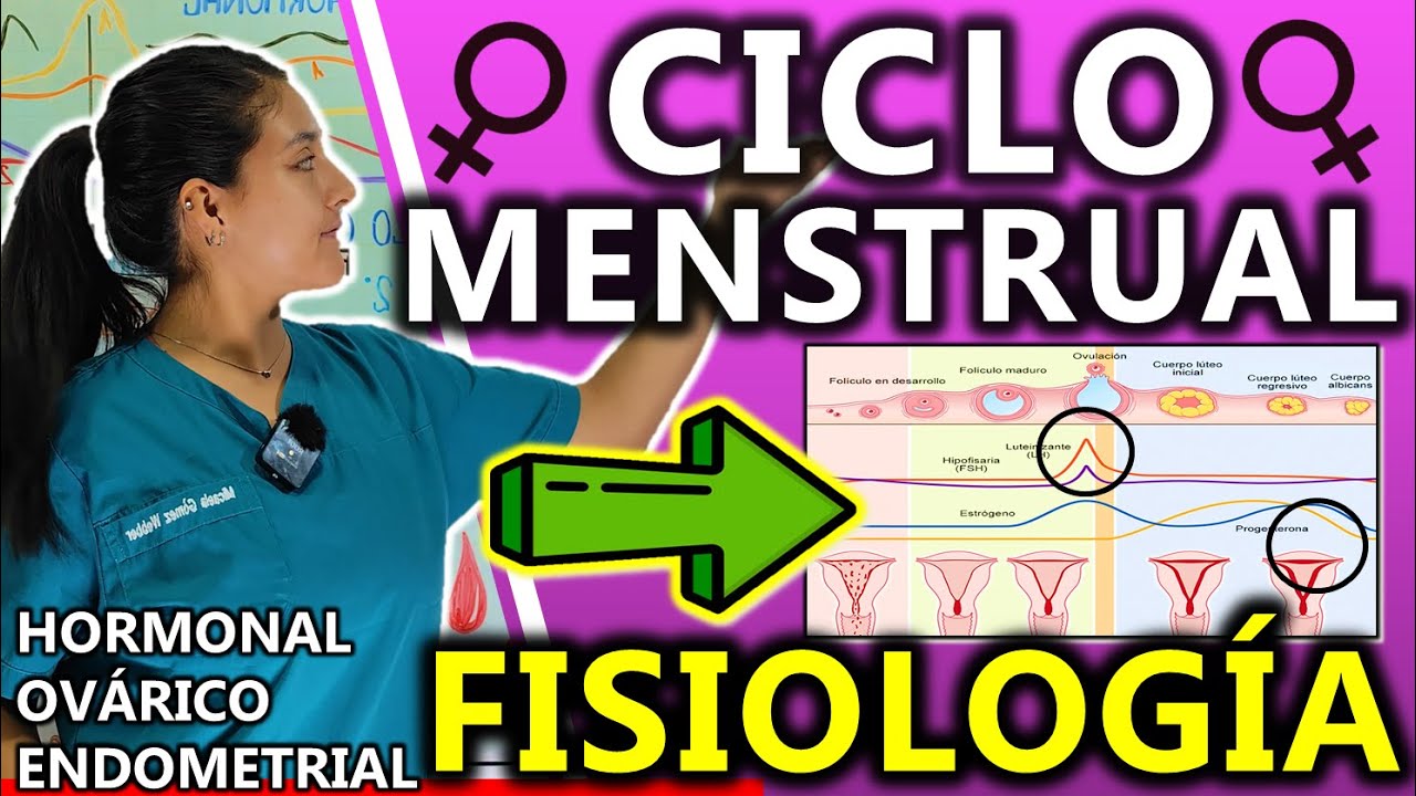 CICLO MENSTRUAL DE LA MUJER Y OVULACIÓN FISIOLOGÍA | GuiaMed