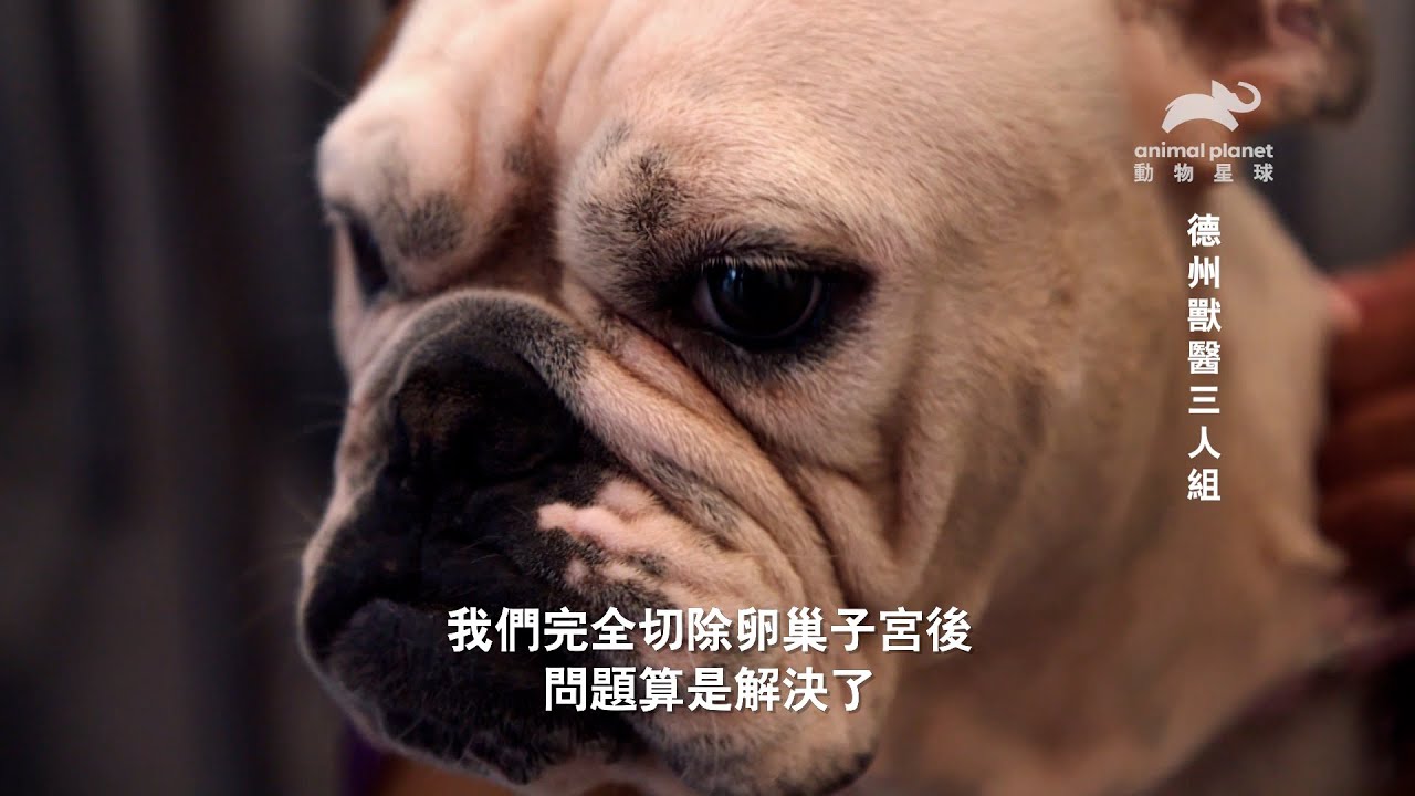 《德州獸醫三人組》雞眼上開刀？狗狗也會得乳癌？動物們的忍耐能力令人心疼｜動物星球頻道