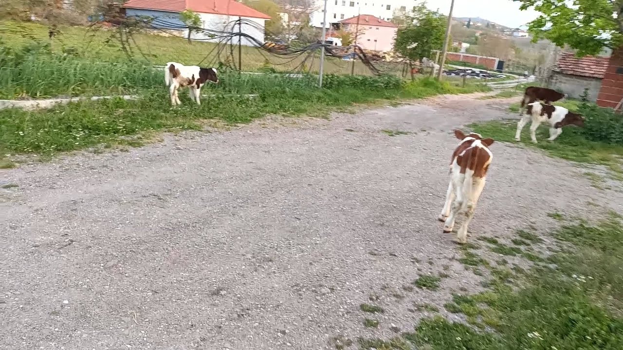 BUZAĞILARIMIZI DIŞARI ÇIKARDIK
