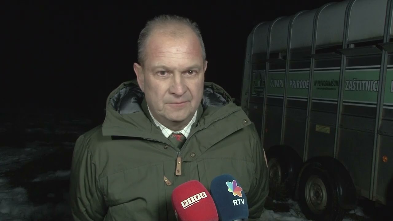Izvršni direktor za lovstvo u JP Vojvodinašume Branislav Stankov o izvozu jelena u Republiku Srpsku