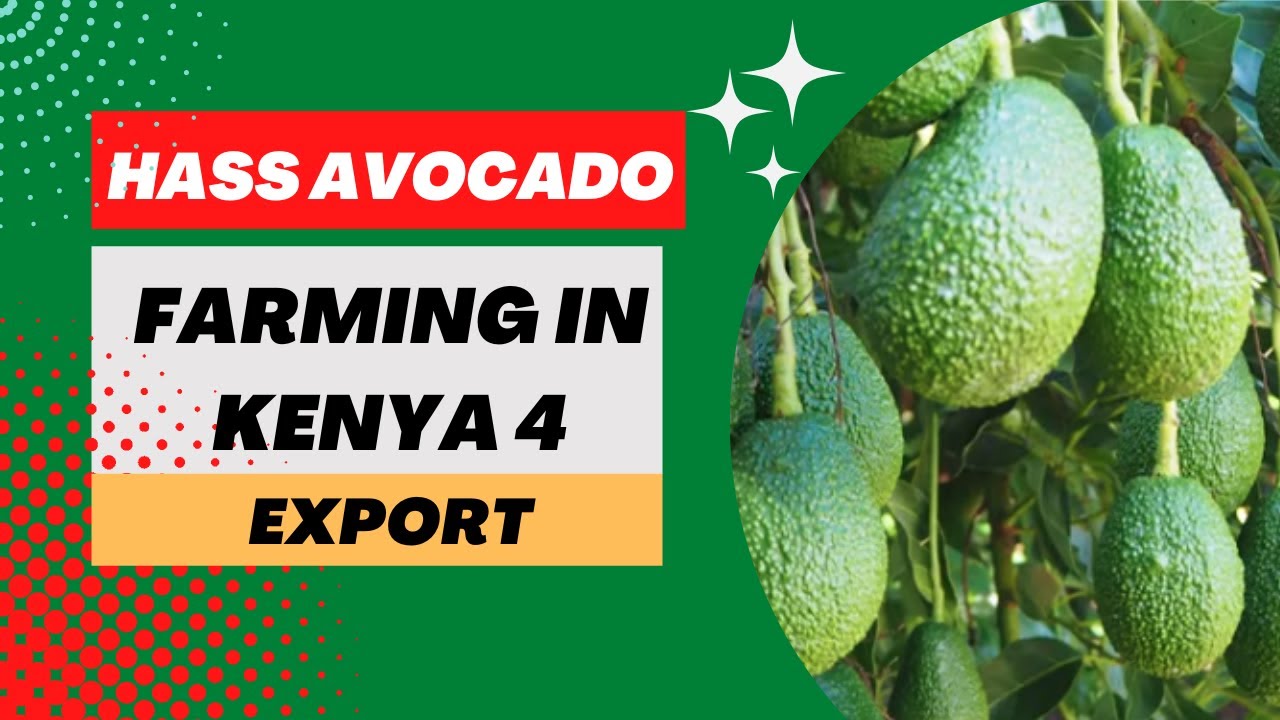 land preparation for hass avocado farming for export markets