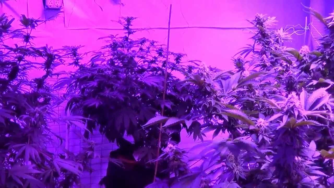 Kushington Farms Uses Lush Lighting takes a Wander Thru the Garden and CJH Trichome Video