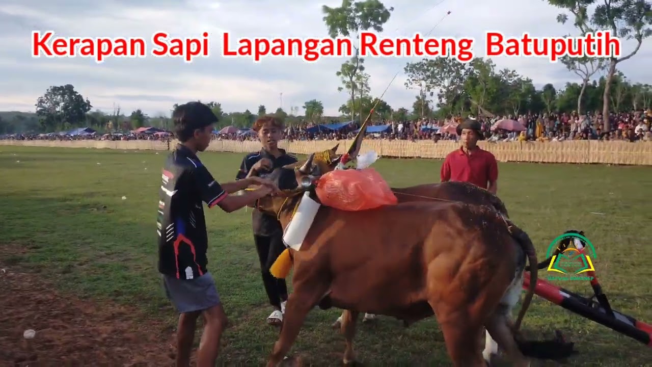 Karapan Sapi Madura Lapangan Renteng Batuputih Sumenep