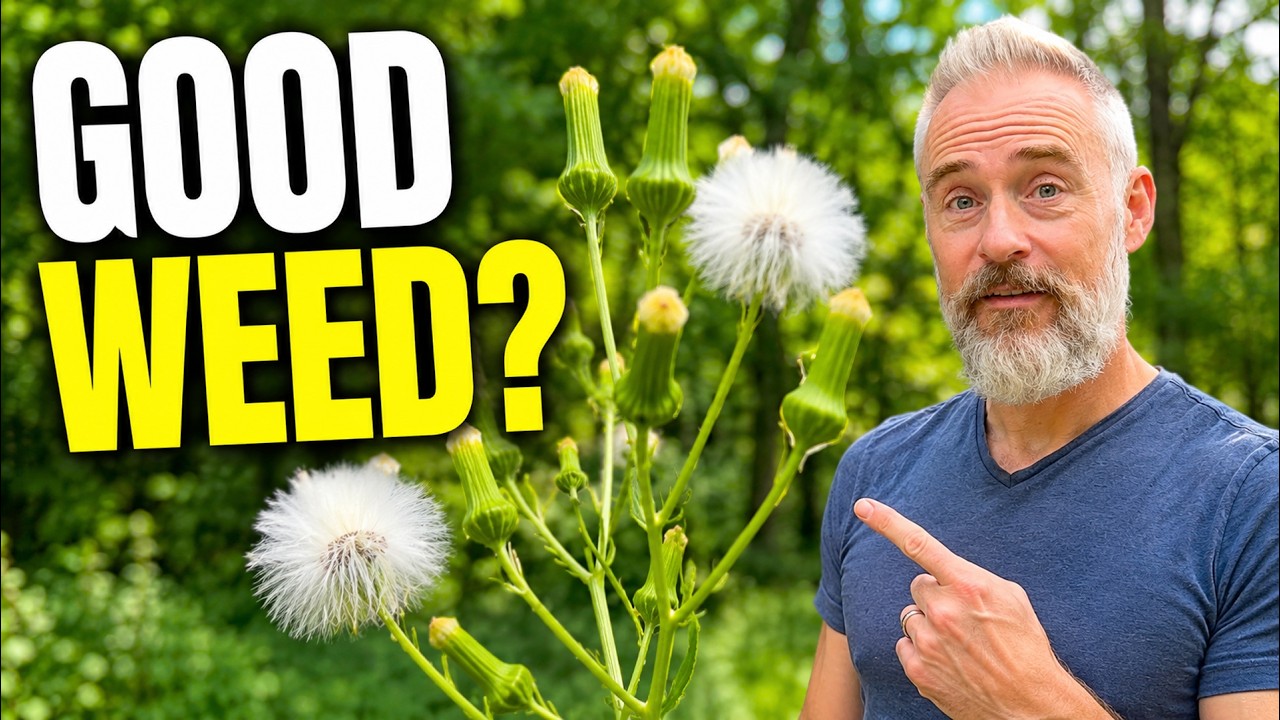 NOT a WEED: First Responder of the Plant World