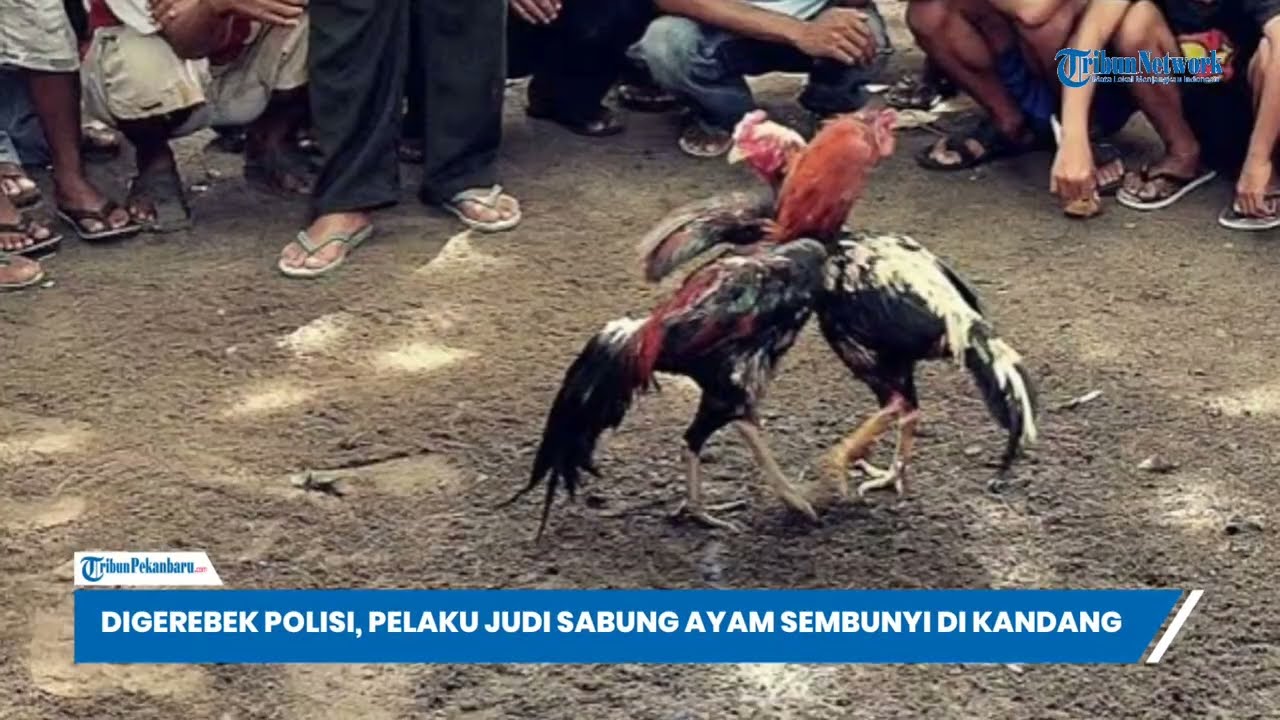 Aksi Kocak Penjudi Sabung Ayam di Kendari, Sembunyi di Kandang Saat Digerebek Polisi