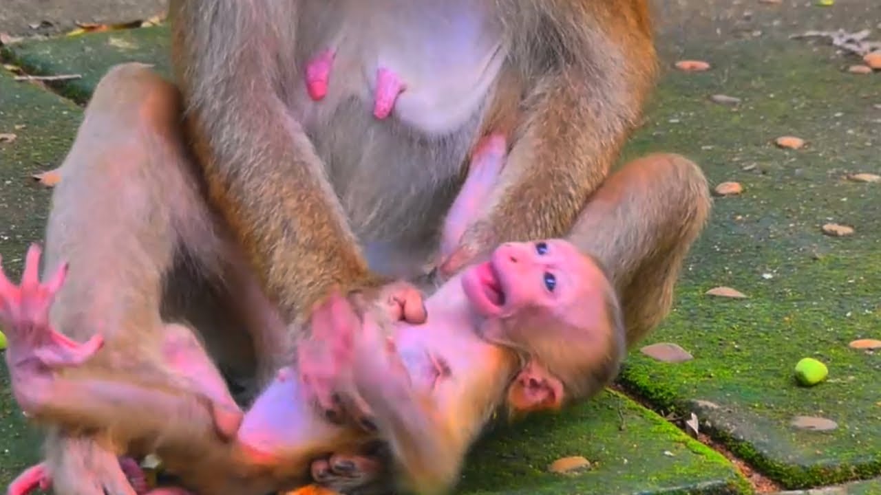 Sarina's Growing Grins: Fueling Happiness with Mom Sarika's Fresh Milk