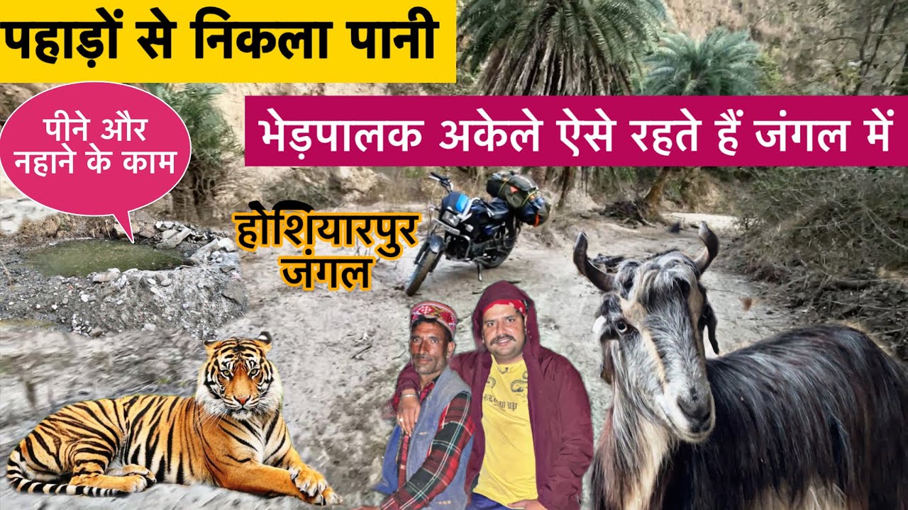 होशियारपुर के जंगल में अकेले रहते हैं भेड़पालक | बाघ भी आता है 