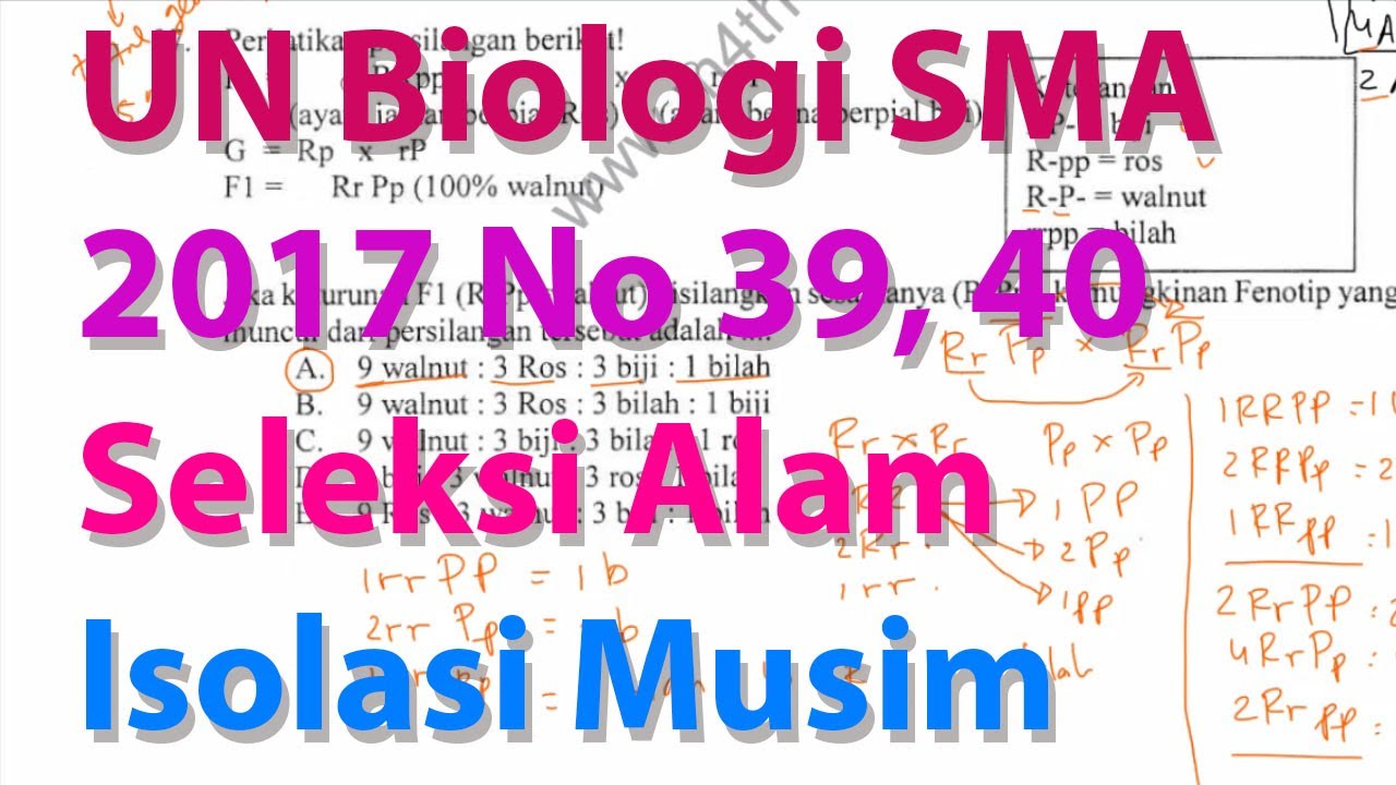 N39 40 Seleksi Alam dan Isolasi Musim Pembahasan Ujian Nasional Biologi SMA 2016 2017