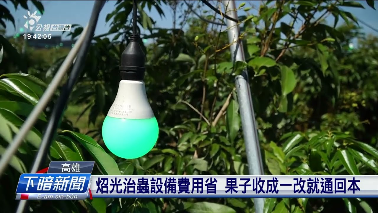 高雄玉荷包咧欲大出 研究青燈炤光會當防蟲 | 公視台語台 | 20250414