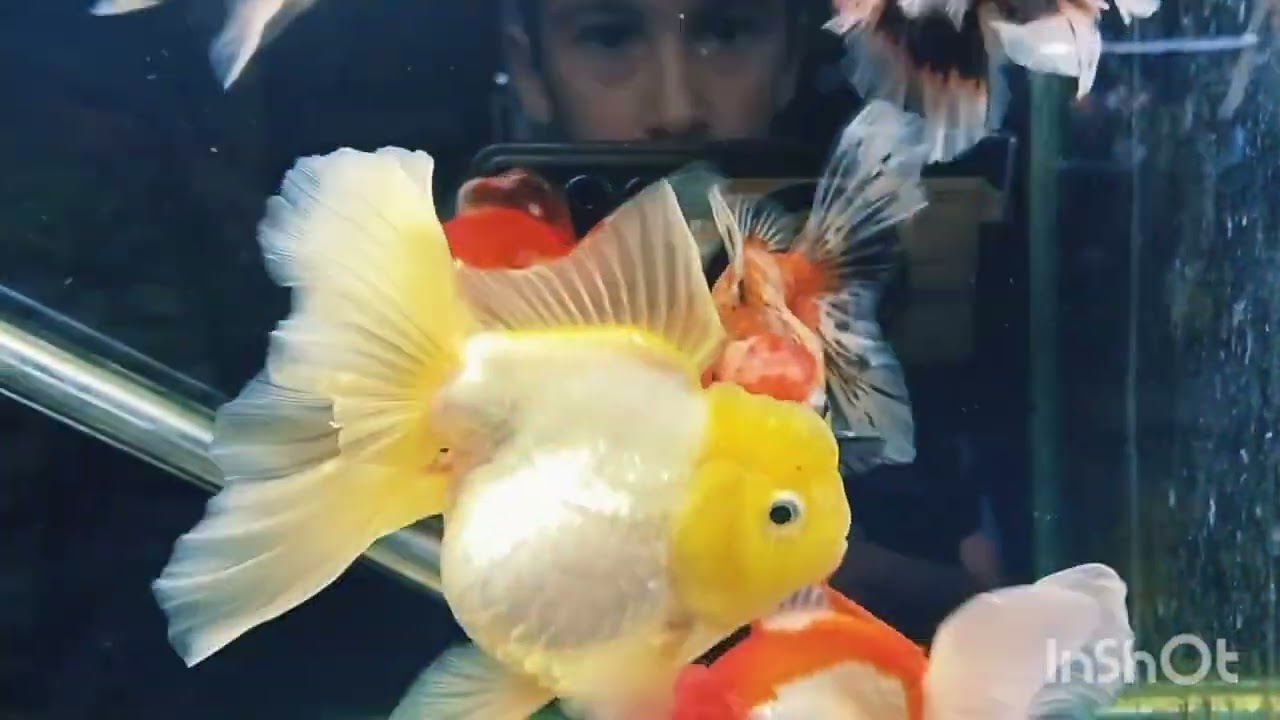 YENİ BALİKLARİMİZ YENİ KAMPANYAMİZLA SİZLERLEYİZ KACİRMAYİN #goldfish #oranda #video#viral#fypシ#fish