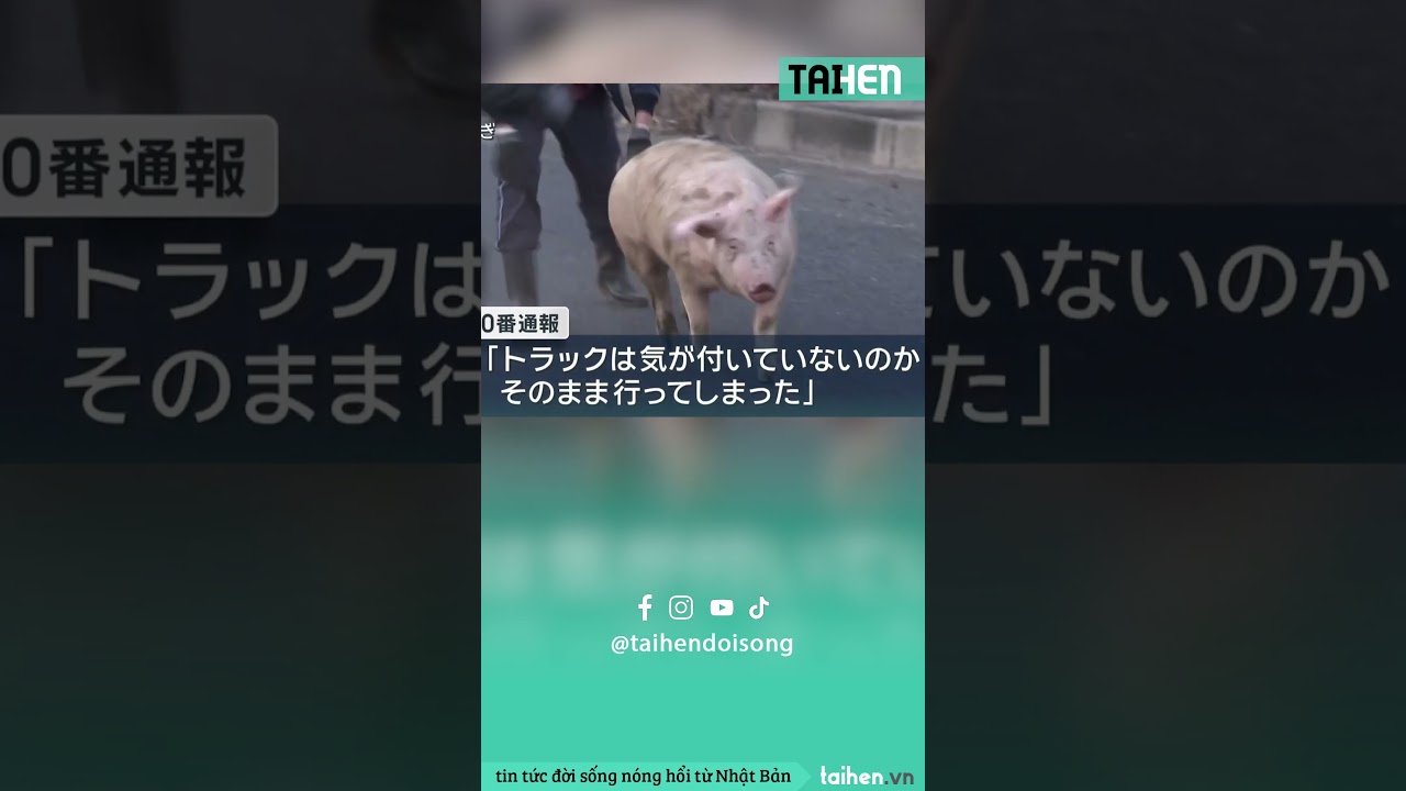 Hàng chục cảnh sát “lùa lợn” ngay trên cao tốc 🤣 